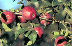 
'Liberty' apples are known for being trouble-free. Oregon orchardist Nick Botner says if he could grow only one variety, it would be 'Liberty.'
